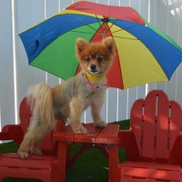 Artificial Grass Carpet Mortmar, California Cat Playground, Dog Kennels