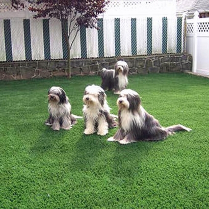 Artificial Turf Cost Green Acres, California Pictures Of Dogs, Backyard Makeover