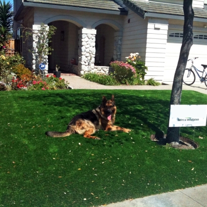 Artificial Turf Installation Anza, California Indoor Dog Park, Front Yard Landscape Ideas