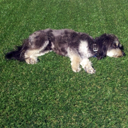 Turf Grass Coachella, California Lawns, Dogs Runs