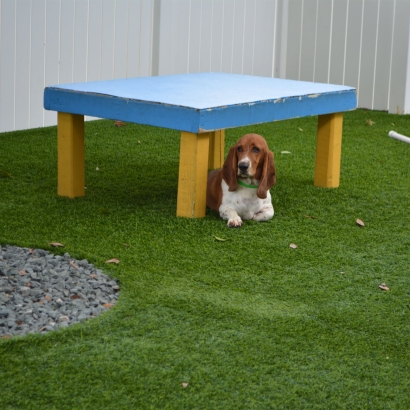 Turf Grass Quail Valley, California Dog Grass, Dogs Runs