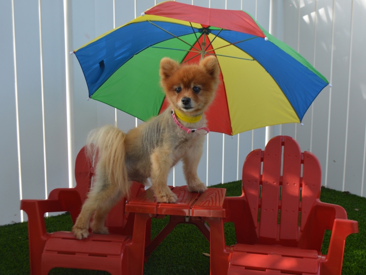 Artificial Grass Carpet Mortmar, California Cat Playground, Dog Kennels