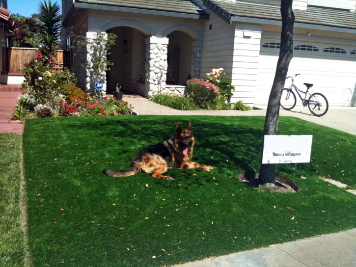 Artificial Turf Installation Anza, California Indoor Dog Park, Front Yard Landscape Ideas