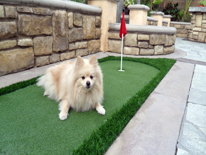 Installing Artificial Grass Nuevo, California Artificial Turf For Dogs, Dog Kennels