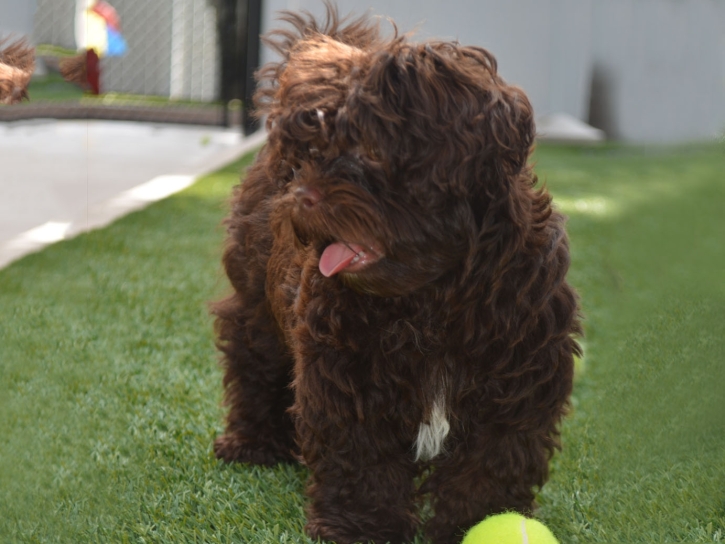 Turf Grass East Blythe, California Dog Grass, Dogs