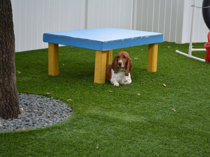 Turf Grass Quail Valley, California Dog Grass, Dogs Runs